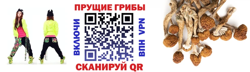 цена наркотик  Костерёво  Псилоцибиновые грибы мицелий 